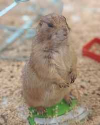 -卡通尼·Safari非洲探索乐园·生日会(金桥国际商业广场店)