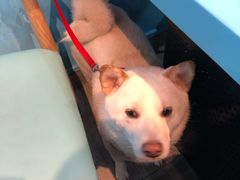 -湾区九号鲜切牛肉火锅(明珠南路店)