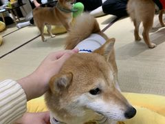 -逗柴咖啡屋·狗咖猫咖宠物桌游