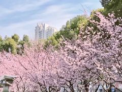 -静安公园(静安寺街道)