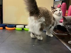 -瑞派天宁宠物医院·猫科·异宠中心