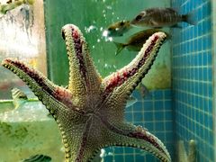 -西涌国际滨海旅游区