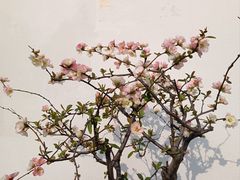 -莫愁湖公园