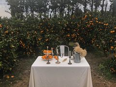 -柑橘农场