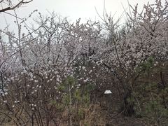 -红光山