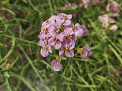 -径山花海