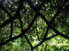 -广西壮族自治区药用植物园