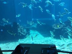 -海棠湾洲际-涛·海底餐厅·美人鱼·自助餐·海底隧道