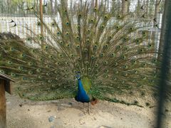 -意大利农场度假村