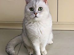 -袖虎宠物·金渐层缅因猫舍(灵芝店)