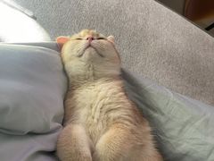 -猫大福·Fortune Cat猫舍(百子湾店)