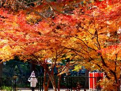 -上海共青森林公园