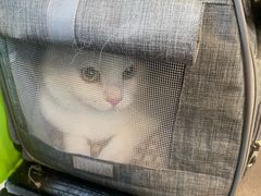 -爱侣·安琦尔宠物医院·中兽医针灸·心内科·狂犬免疫点(宝山区院)