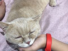 -1013 PET SHOP精品宠物商店(丁香店)