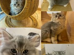 -猫咪派对(江南西店)