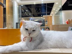 -藏猫猫咖啡主题馆(中央大道店)