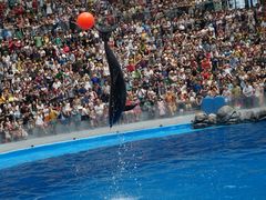 -重庆海昌加勒比海水世界