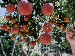 -碧桂园十里银滩