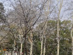-武汉大学-樱园