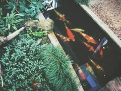 -Fern Forest Cafe