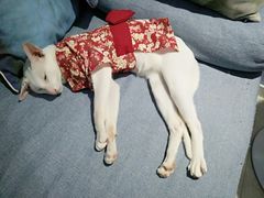 -喵的天空名猫咖啡馆·撸猫·猫舍·用品