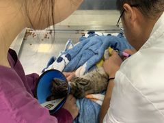 -暖阳宠物医院·犬猫康复中心·骨科