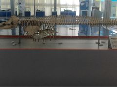 -上海海洋大学鱼文化博物馆(军工路校区)