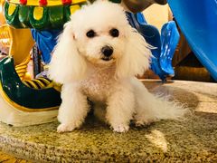 -more than meow吴止猫主题餐厅(承德 中船汇店)