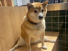 -是阿柴呀！柴犬咖啡·爱喵喵猫咖