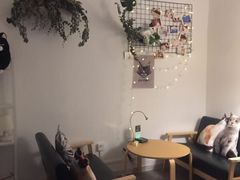 -豆老板的猫咖啡(碑林博物馆店)