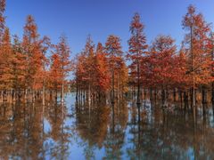 -白鹭湾湿地公园