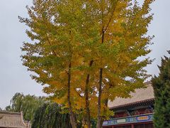 -张掖大佛寺景区