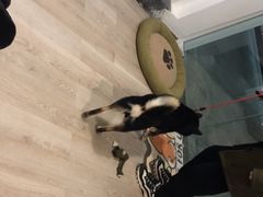 -柴迷FANS CLUB·柴犬狗咖·猫咖