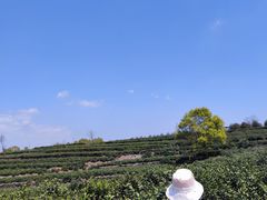 -桑洲油菜花景区