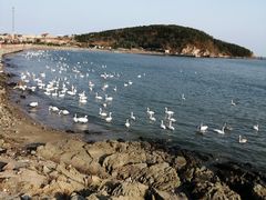 -烟墩角天鹅湖