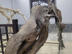 -游龙石文化科普馆