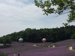 -大塘金香草谷