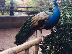 iphone_upload_pic-百鸟园