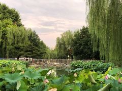 -黄村公园