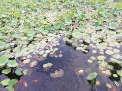 -羊亭河湿地公园