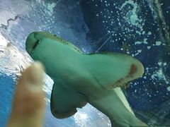 -上海海洋水族馆