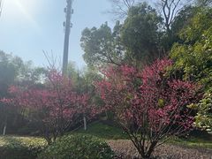 -菊花台公园