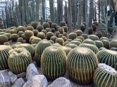 -南山植物园