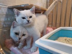 -1013 PET SHOP 宠物商店(近铁城市广场店)