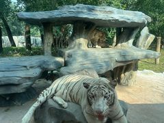 -北京野生动物园