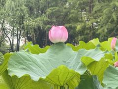 -陈家山荷花公园