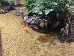 -森味薪火烧•烧鸟居酒屋•日本料理(望京店)