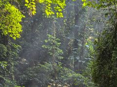 -莫里热带雨林景区