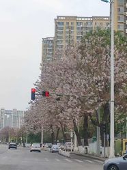 -Cindy Jewelry·钻戒·彩色宝石