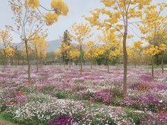 -天适樱花悠乐园